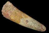 Bargain, Spinosaurus Tooth - Real Dinosaur Tooth #159346-1